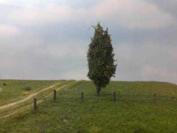 Poplar Profiline early fall NZ